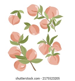 Isolated vector hand drawn fruits on white background. Vector illustration of peach fruit branches with ripe fruits, blooms and leaves.