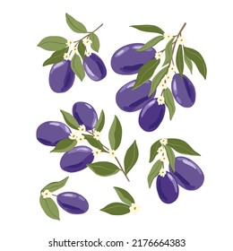 Isolated vector hand drawn fruits on white background. Vector illustration of plum fruit branches with ripe fruits, blooms and leaves.