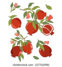 Isolated vector hand drawn fruits on white background. Vector illustration of pomeganate fruit branches with ripe fruits, blooms and leaves.