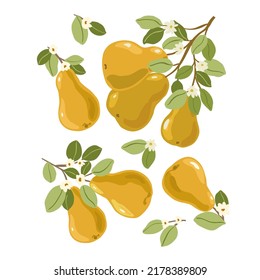 Isolated vector hand drawn fruits on white background. Vector illustration of pear fruit branches with ripe fruits, blooms and leaves.