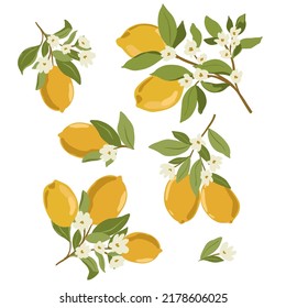 Isolated vector hand drawn fruits on white background. Vector illustration of lemon fruit branches with ripe fruits, blooms and leaves.