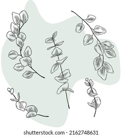 Isolated vector hand drawn illustration of eucalyptus herbal plant, eucalyptus leaves, branch