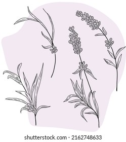 Isolated vector hand drawn illustration of lavender leaves, flowers, herbal plants