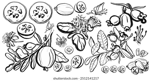 Vetor isolado desenhado à mão conjunto de frutas tropicais de verão para a saúde, feijoa. Esboço. Feijoa frutas frescas, flores, fatias e folhas. Frutas exóticas sobre um fundo branco. Coleção.