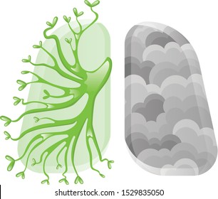 Isolated vector of human lungs. Fresh breath against smoke. Bad ecology.