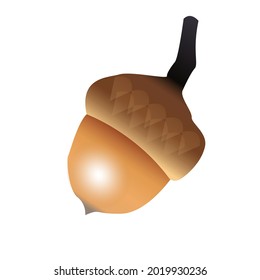 Isolated vector icon of acorn on white background