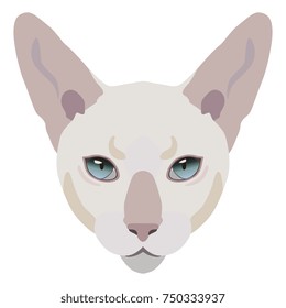 Isolated vector icon of domestic Siamese cat's face. Flat cartoon style.