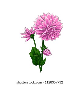 Isolated vector illustrated of beautiful pink dahlias set in elegant bouquet.