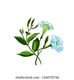 Isolated vector illustrated of beautiful white petunia flowers set in elegant bouquet.