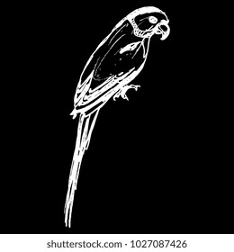 Isolated vector illustration of an Alexandrine parakeet (Psittacula eupatria) or Alexandrine parrot. Hand drawn linear ink sketch. White silhouette on black background.