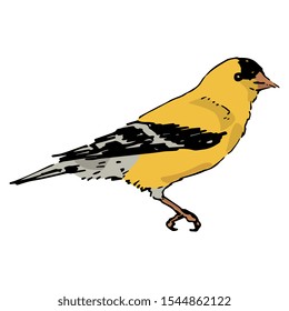 Isolated vector illustration. American goldfinch. (Spinus tristis). North American bird. Hand drawn colorful sketch. 