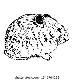 
Isolated vector illustration. American pika. (Ochotona princeps). Hand drawn linear ink sketch. Black and white silhouette.