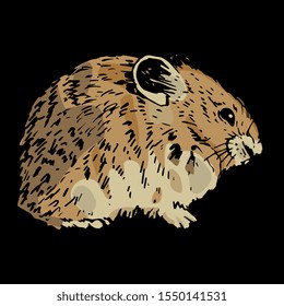 Isolated vector illustration. American pika. (Ochotona princeps). Hand drawn colorful sketch. On black background.