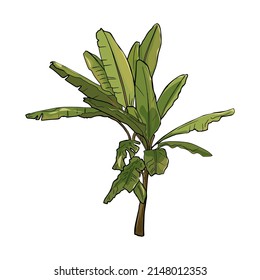 Isolated vector illustration of a banana tree. Tropical tree isolated as a logo, blank for designers