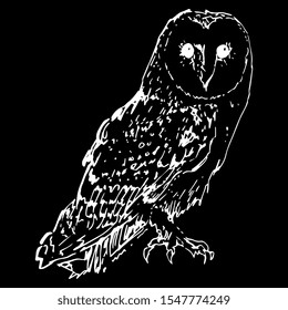 Isolated vector illustration of a barn owl. (Tyto alba). Hand drawn linear sketch. White silhouette on black background.