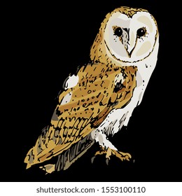 Isolated vector illustration. Barn owl. Tyto alba. Hand drawn colorful sketch. On black background.