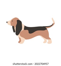 Isolated vector illustration of a Basset hound dog