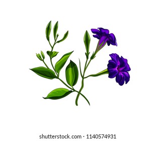 Isolated vector illustration of a beautiful dark purple petunia flowers set in elegant bouquet.