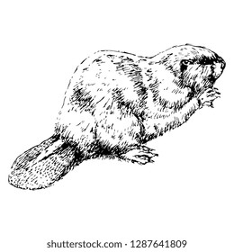 Isolated vector illustration of a beaver. (Castor). Hand drawn linear ink sketch. Black silhouette on white background. Vintage style.