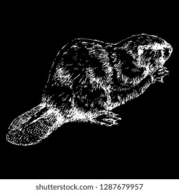 Isolated vector illustration of a beaver. (Castor). Hand drawn linear ink sketch. White silhouette on black background. Vintage style.