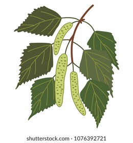 Isolated vector illustration of a birch branch with catkins. Cartoon style.