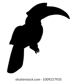 Isolated vector illustration. Black silhouette of exotic tropical kalao or rhinoceros hornbill bird.