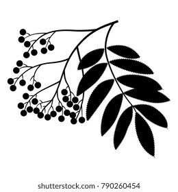 Isolated vector illustration. Black silhouette of rowan tree cluster.