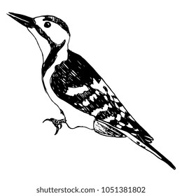 Isolated vector illustration. Black and white silhouette of a woodpecker. (Dendrocopos major). Hand drawn ink sketch.