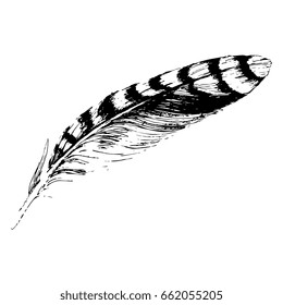 Isolated vector illustration. Black and white silhouette of a jay's feather. Hand drawn ink sketch.