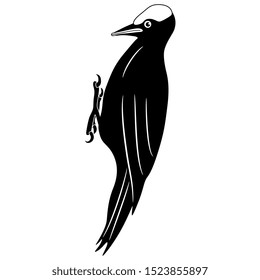 Isolated vector illustration. Black woodpecker. (Dryocopus martius). Black and white silhouette.