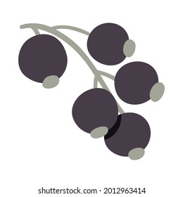Isolated vector illustration of a blackcurrant for decoration
