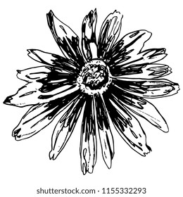 Isolated vector illustration. Black-Eyed Susan flower. Gloriosa Daisy blossom. Dwarf Marmalade. Rudbeckia hirta. Hand drawn linear ink sketch. Black silhouette on white background.