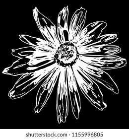 Isolated vector illustration. Black-Eyed Susan flower. Gloriosa Daisy blossom. Dwarf Marmalade. Rudbeckia hirta. Hand drawn linear sketch. White silhouette on black background.