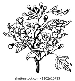 Isolated Vector Illustration Of A Blooming Hawthorn Branch With Leaves, Flowers And Buds. Hand Drawn Linear Ink Sketch. Black Silhouette On White Background.