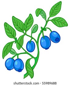 Isolated vector illustration of blueberry branch