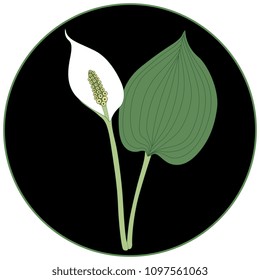 Isolated vector illustration of Bog Arum plant in a circle. (Calla Palustris).