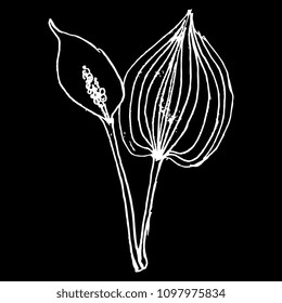 Isolated vector illustration of Bog Arum marginal plant. (Calla Palustris). Swamp Lily. Wild Calla. Hand drawn linear sketch. Doodle style. White silhouette on black background.