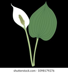 Isolated vector illustration of Bog Arum marginal plant. (Calla Palustris). Swamp Lily. Wild Calla. On black background.