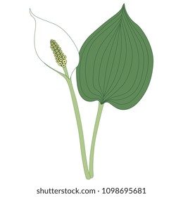 Isolated vector illustration of Bog Arum marginal plant. (Calla Palustris). Swamp Lily. Wild Calla.