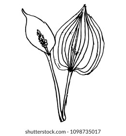 Isolated vector illustration of Bog Arum marginal plant. (Calla Palustris). Swamp Lily. Wild Calla. Hand drawn linear sketch. Doodle style. Black silhouette on white background.