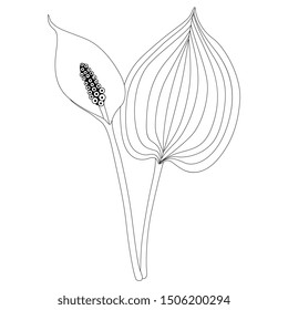 Isolated vector illustration. Bog Arum plant. (Calla Palustris). Swamp Lily. Black and white linear silhouette.