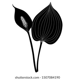 Isolated vector illustration. Bog Arum plant. (Calla Palustris). Swamp Lily. Black and white silhouette.