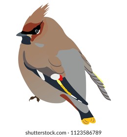 Isolated vector  illustration of a Bohemian Waxwing bird. (Bombycilla garrulus). Cartoon style.