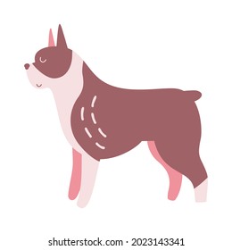 Isolated vector illustration of a Boston terrier dog