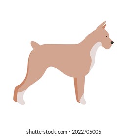 Isolated vector illustration of a Boxer dog