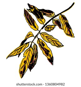Isolated vector illustration. Branch of autumn rowan or ash tree leaf. Hand drawn colored doodle sketch.