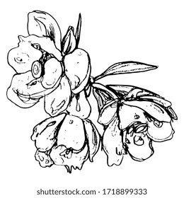 Ilustración vectorial aislada. Sucursal de flores de barullo. Dibujo de tinta de doodle lineal dibujado a mano. Silueta negra sobre fondo blanco.