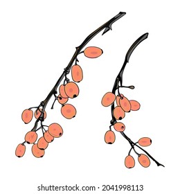 Ilustración vectorial aislada de una rama de la baya sobre un fondo blanco. Berries para el té, preparación para diseñadores, medicamentos
