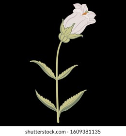 Isolated vector illustration. Branch of bell flower. Campana Lilac Campanula. On black background.