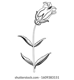 Isolated vector illustration. Branch of bell flower. Campana Lilac Campanula. Black and white linear silhouette.